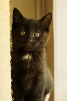 Domestic Short Hair Cats Available for Adoption in Ona, West Virginia - Raven | PetCurious