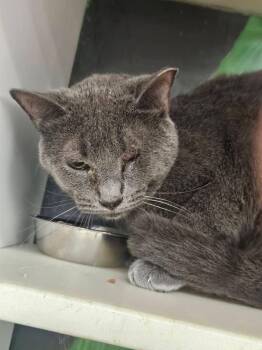 Howell -  Domestic Short Hair Cat for Adoption in Cleveland, Ohio - Howell | PetCurious