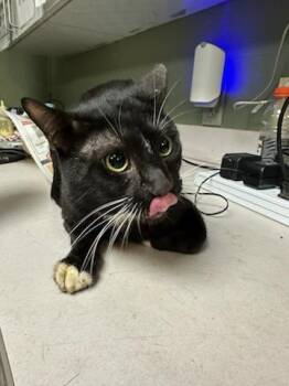 DUST BUNNY -  Domestic Short Hair Cat for Adoption in Jacksonville, Florida - DUST BUNNY | PetCurious