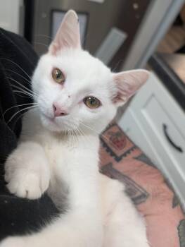 Macadamia -  Domestic Short Hair Cat for Adoption in Hillsborough, North Carolina - Macadamia | PetCurious