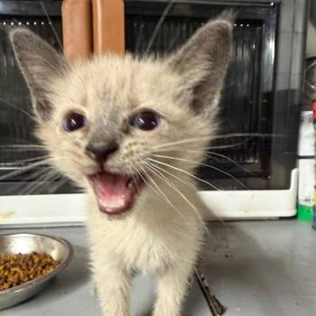 Siamese Cats Available for Adoption in Mount Vernon, Arkansas - Pongo | PetCurious
