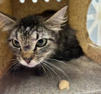 Domestic Short Hair Cats Available for Adoption in Daytona Beach, Florida - Avatar | PetCurious