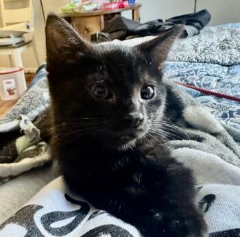 Rescue Domestic Short Hair Cats for Adoption in Absecon, New Jersey - Rocco | PetCurious