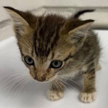Luke (bonded with Nancy) -  Domestic Short Hair Cat for Adoption in Oakland, California - Luke (bonded With Nancy) | PetCurious