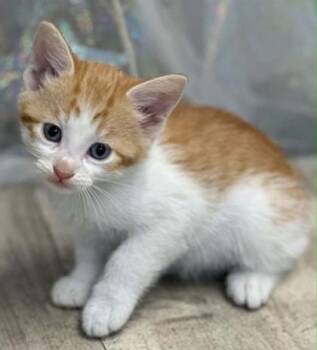 Shortbread -  Domestic Short Hair Cat for Adoption in Shreveport, Louisiana - Shortbread | PetCurious