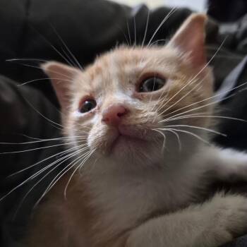 Bob -  Domestic Short Hair Cat for Adoption in Richmond, Kentucky - Bob | PetCurious