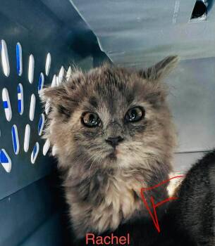 Rachel -  Domestic Short Hair Cat for Adoption in Cloquet, Minnesota - Rachel | PetCurious
