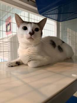 Lady Liberty -  Domestic Short Hair Cat for Adoption in Kingsland, Georgia - Lady Liberty | PetCurious