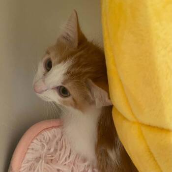 Lemonade -  American Shorthair Cat for Adoption in Spring Hill, Kansas - Lemonade | PetCurious