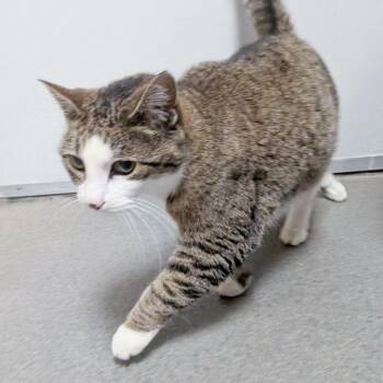 Mochi -  Domestic Short Hair Cat for Adoption in Des Moines, Iowa - Mochi | PetCurious