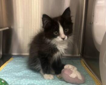 Laserdisc -  Domestic Medium Hair Cat for Adoption in Sherwood, Oregon - Laserdisc | PetCurious