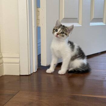 Domestic Short Hair Cats Available for Adoption in Tustin, California - Sonora | PetCurious