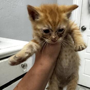 Crazy -  Domestic Short Hair Cat for Adoption in Layton, Utah - Crazy | PetCurious