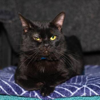 Rescue Domestic Short Hair Cats for Adoption in Evansville, Indiana - Ty | PetCurious
