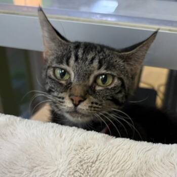 Stacy -  Domestic Short Hair Cat for Adoption in Lansing, Michigan - Stacy | PetCurious