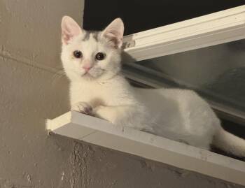 Domestic Short Hair Cats Available for Adoption - Lenny | PetCurious