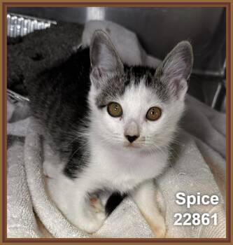 SPICE (see also SUGAR and HONEY) -  Domestic Short Hair Cat for Adoption in Marietta, Georgia - SPICE (see Also SUGAR And HONEY) | PetCurious