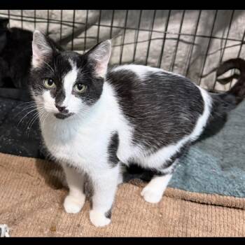 Domestic Short Hair Cats Available for Adoption - BOONE | PetCurious