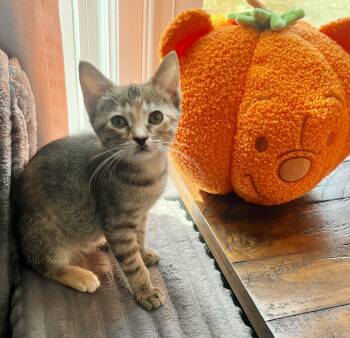 Collette -  Domestic Short Hair Cat for Adoption in Mt. Juliet, Tennessee - Collette | PetCurious