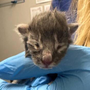 Domestic Short Hair Cats Available for Adoption in Greenville, South Carolina - Perry | PetCurious