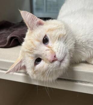 Siamese and Domestic Short Hair Cats Available for Adoption in Pueblo, Colorado - HELIODOR | PetCurious