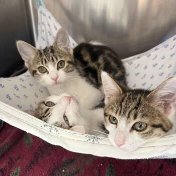 Margaret -  Domestic Short Hair Cat for Adoption in Oakland, California - Margaret | PetCurious