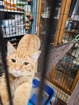 Rescue Domestic Short Hair Cats for Adoption in Westwood, Kansas - Journey | PetCurious