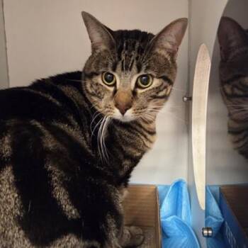Domestic Short Hair Cats Available for Adoption in Voorhees Township, New Jersey - Bean | PetCurious