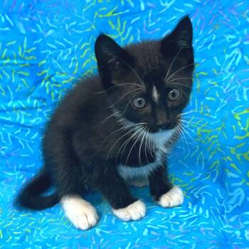 Rami -  Domestic Short Hair Cat Available for Adoption in Folsom, Louisiana - Rami | PetCurious