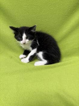 Plankton -  Domestic Short Hair Cat for Adoption in Valdosta, Georgia - Plankton | PetCurious