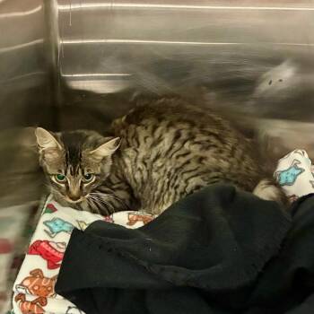 Hawaiian Pizza -  American Shorthair Cat for Adoption in Chattanooga, Tennessee - Hawaiian Pizza | PetCurious