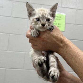 Domestic Short Hair Cats Available for Adoption in Lufkin, Texas - Vanilla | PetCurious