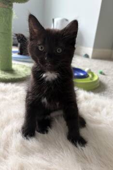 JAY -  Domestic Short Hair Cat Available for Adoption in Elgin, Illinois - JAY | PetCurious