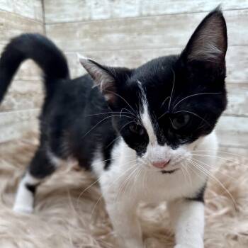 Miriam -  Domestic Short Hair Cat for Adoption in Lexington, Kentucky - Miriam | PetCurious