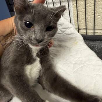 Buttons-C -  Domestic Short Hair Cat Available for Adoption in East St. Louis, Illinois - Buttons-C | PetCurious