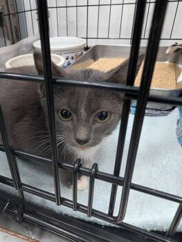 Curio -  Domestic Short Hair Cat for Adoption in Angola, Indiana - Curio | PetCurious