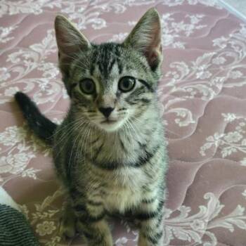 Wiggles -  Domestic Short Hair Cat for Adoption in Liverpool, Texas - Wiggles | PetCurious