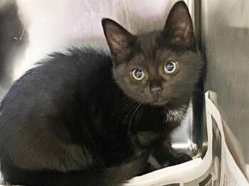 PETAL -  Domestic Short Hair Cat for Adoption in Charlotte, North Carolina - PETAL | PetCurious