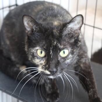 Domestic Short Hair Cats Available for Adoption in Cleveland, Mississippi - Jenga | PetCurious