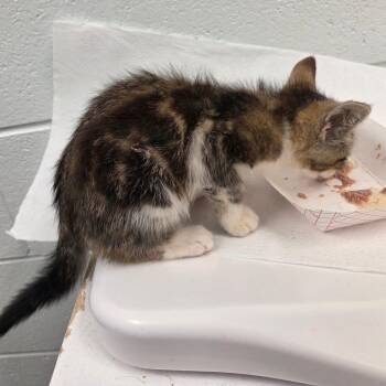 Oliver -  Domestic Short Hair Cat for Adoption in Chattanooga, Tennessee - Oliver | PetCurious