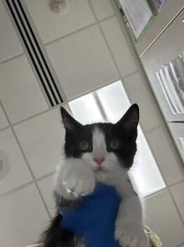 JASMINE -  Domestic Short Hair Cat for Adoption in Las Vegas, Nevada - JASMINE | PetCurious