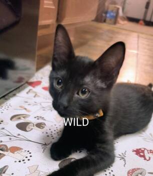 Wild -  Domestic Short Hair Cat for Adoption in Chandler, Arizona - Wild | PetCurious
