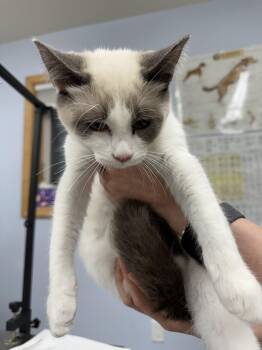 Rescue Siamese Cats for Adoption in Haines, Alaska - Cleo | PetCurious
