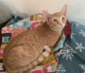 Rescue Domestic Short Hair Cats for Adoption in Los Lunas, New Mexico - Melodie's OMalley | PetCurious