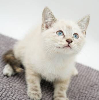 Paws is Siamese preciousness and SUPER SWEET -  Siamese Cat for Adoption in Bedford Hills, New York - Paws Is Siamese Preciousness And SUPER SWEET | PetCurious