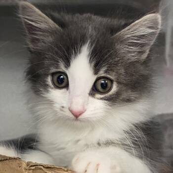 Domestic Medium Hair Cats Available for Adoption - Marina | PetCurious