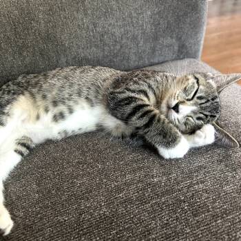 Rescue Domestic Short Hair Cats for Adoption in Westport, Connecticut - Iris- Valentine Kitten 2 | PetCurious