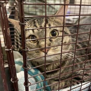 Winnie -  Domestic Medium Hair and Mixed Breed Cat for Adoption in Chicago, Illinois - Winnie | PetCurious