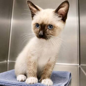 Grasshopper -  Domestic Short Hair and Snowshoe Cat for Adoption in Oakland, California - Grasshopper | PetCurious