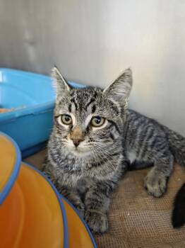Trix -  Domestic Short Hair Cat for Adoption in Salmon, Idaho - Trix | PetCurious